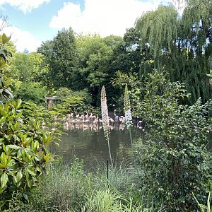 View of Chilean flamingos from Artisplein