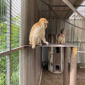 Barbary Macaque
