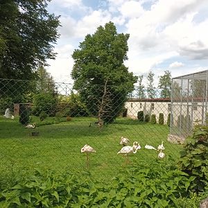 First View of Black Swan, White Peafowl, Greater Flamingo and Grey crowned Crane Enclosure
