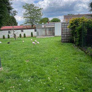 Final View of Black Swan, White Peafowl, Greater Flamingo and Grey crowned Crane Enclosure
