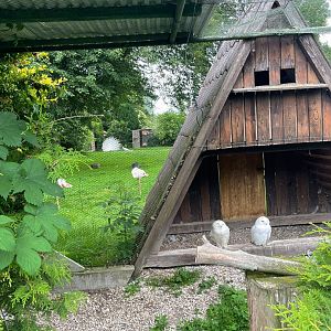 Snowy Owl Aviary