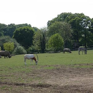 Rhino, oryx and Zebra