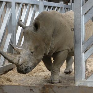 Southern white rhinoceros bull