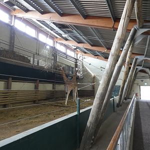 Giraffe indoor enclosure