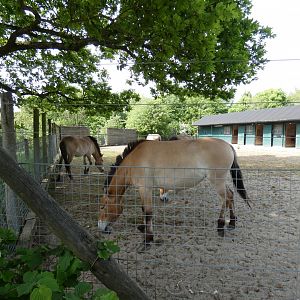 Przewalski's horse