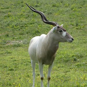 Addax