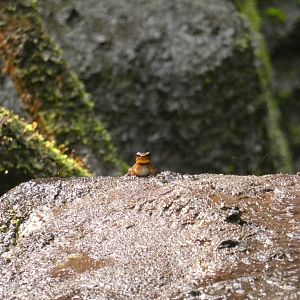 Trinidad stream frog