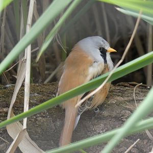Bearded reedling
