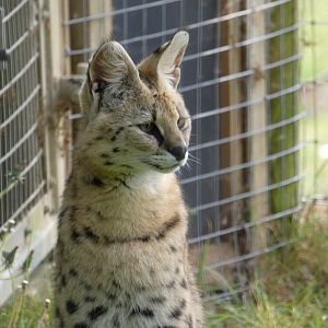 Serval