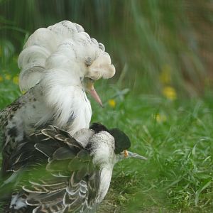 Ruffs displaying, June 2022