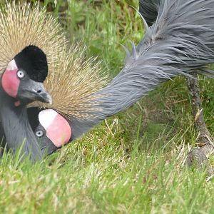 Black Crowned Cranes, June 2022
