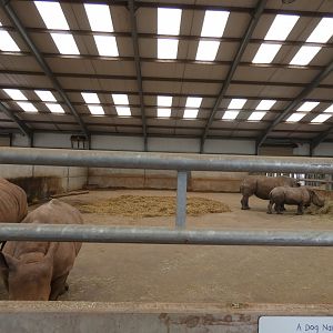 White rhinoceros indoor enclosure