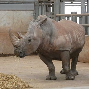 Southern white rhino cow
