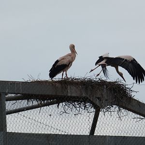 White storks nesting on top of vulture aviary