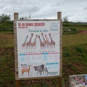 Africa paddock individual animal ID (2)