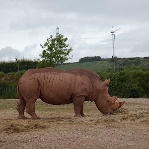 Southern white rhino bull