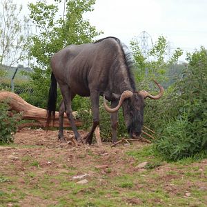 Blue wildebeest