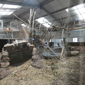 Spectacled bear indoor enclosure