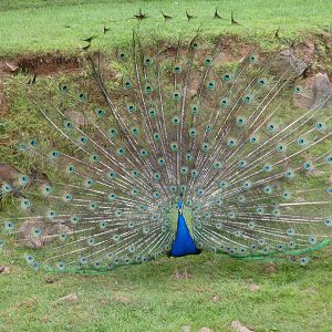 Indian peafowl