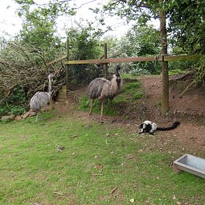Greater rhea, emu and Ruffed lemur