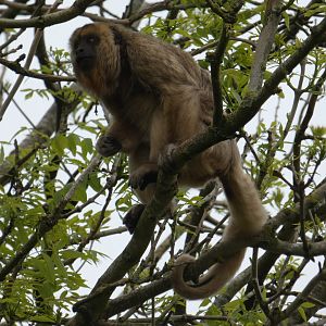 Black-and-gold howler monkey