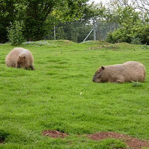 Capybara