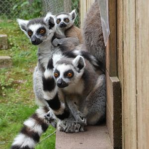 Ring-tailed lemurs