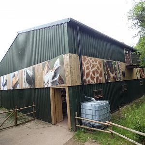 Kordofan giraffe bachelor group house