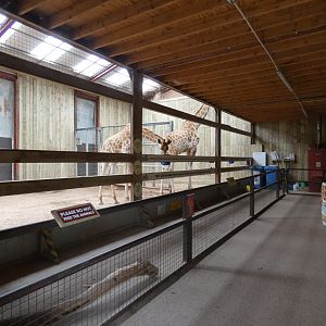 Kordofan giraffe bachelor group indoors