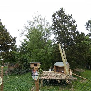 Red panda enclosure (2)