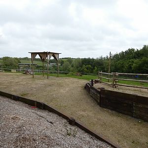 Kordofan giraffe bachelor group outdoor enclosure