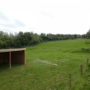 Hamadryas baboon enclosure (2)