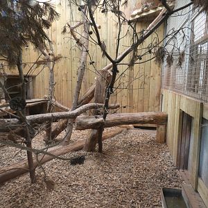 Canadian lynx indoor enclosure