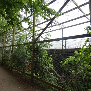 Red squirrel enclosure
