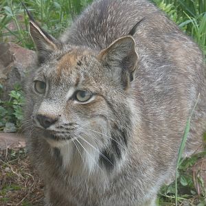 Canadian lynx