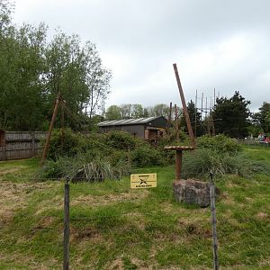 Colombian black spider monkey enclosure
