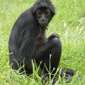 Colombian black spider monkey