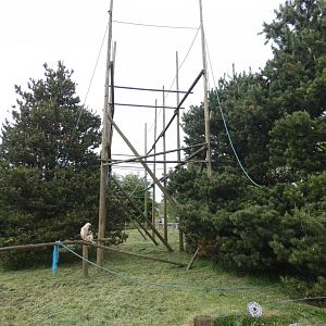 Lar gibbon enclosure