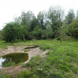 Sumatran tiger enclosure
