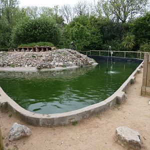 Humboldt's penguin enclosure