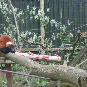 Red ruffed lemur and Squirrel monkey