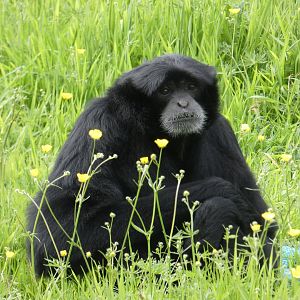 Siamang