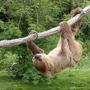 Linnaeus' two-toed sloth