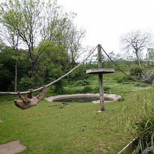 Giant anteater, two-toed sloth and African spurred tortoise outdoor enclosure