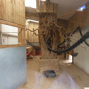 Indoor Two-toed sloth enclosure