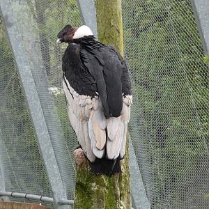 Andean condor