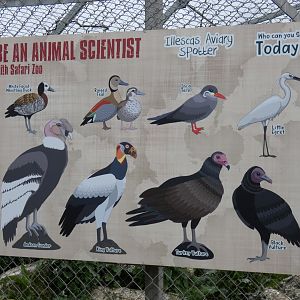 Vulture aviary species list