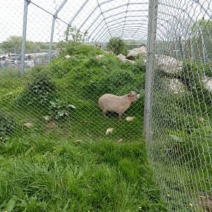 Capybara in vulture and condor walk-through aviary