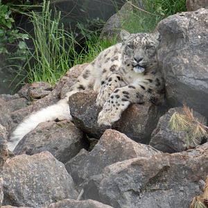 Snow leopard