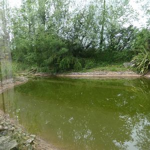 Giant otter enclosure